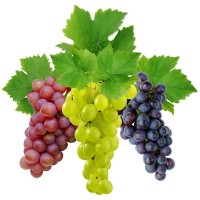 Куплю виноград от производителя, г. Тернополь