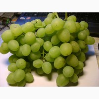 Продам столовый виноград