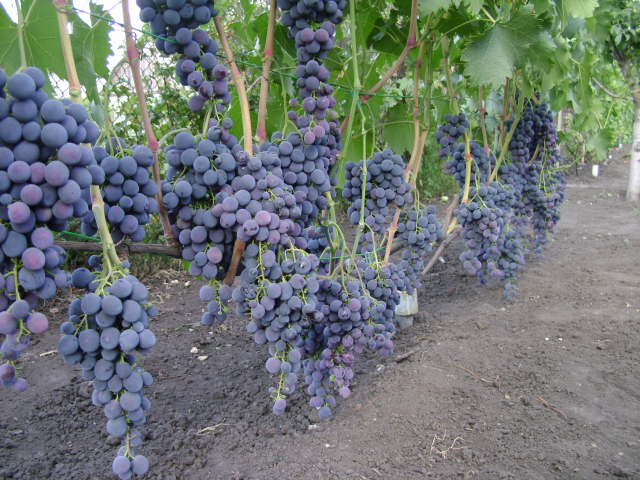 Фото 3. Продам столовый виноград