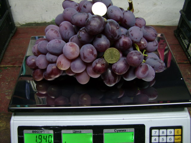 Фото 4. Продам столовый виноград
