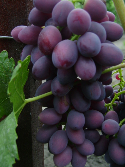 Фото 6. Продам столовый виноград