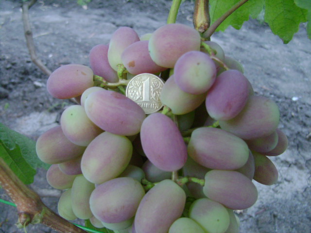 Фото 7. Продам столовый виноград