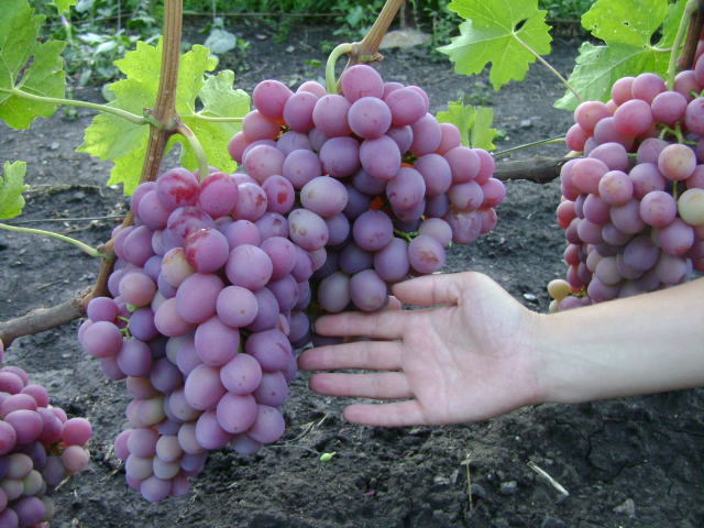 Фото 8. Продам столовый виноград