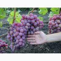 Продам столовый виноград