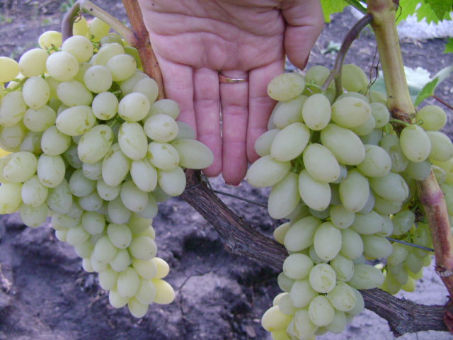 Фото 9. Продам столовый виноград