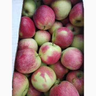 Продам яблука ранніх сортів з власного саду