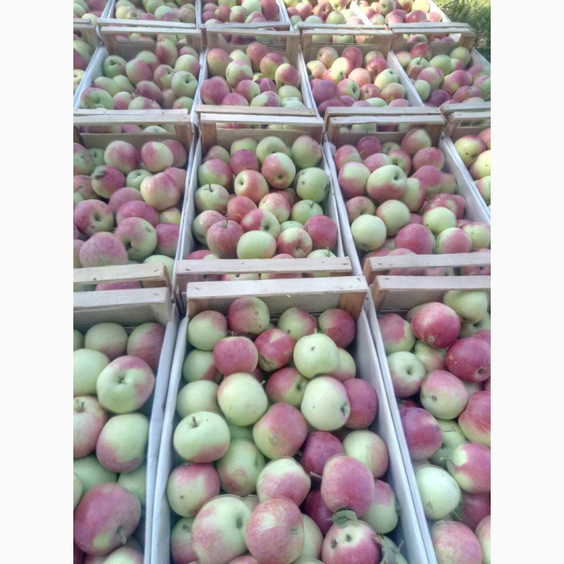 Фото 2. Продам яблука ранніх сортів з власного саду