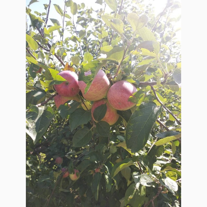 Фото 3. Продам яблука ранніх сортів з власного саду
