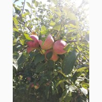 Продам яблука ранніх сортів з власного саду