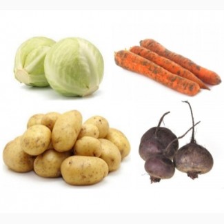 Куплю моркву, картоплю, столовий буряк, капусту