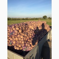 Продам товарну картоплю, сорт Альвара, Бельмонда, Ред Леді