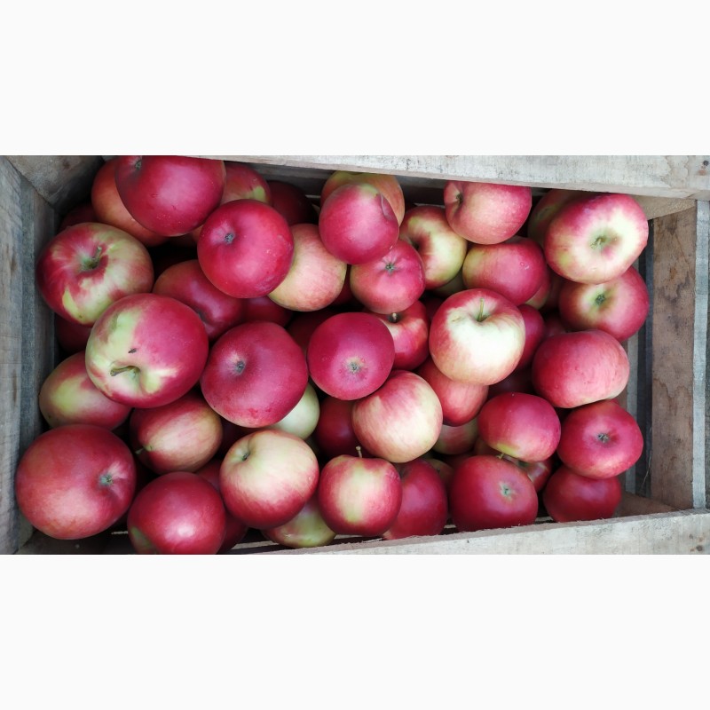 Фото 2. Продам яблука урожай 2023. Продам яблоки