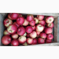 Продам яблука урожай 2023. Продам яблоки