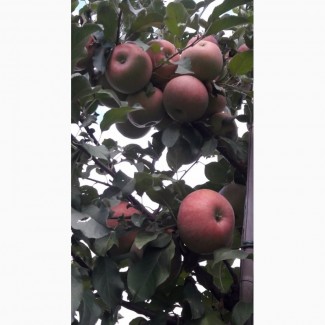 Продам яблоки сорта Фуджи Кику