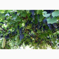 Виноград Каберне-совиньон саженцы технический винный сорт для производства хорошего вина