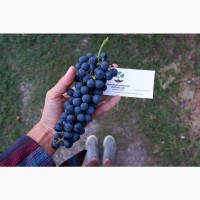 Виноград Каберне-совиньон саженцы технический винный сорт для производства хорошего вина