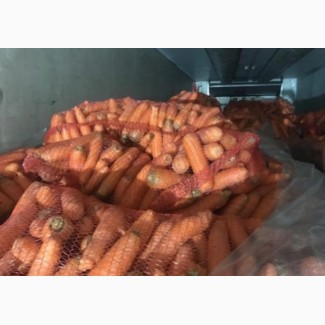 Продам морковку