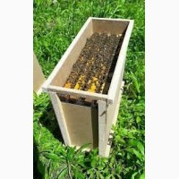 Продам бджоли карпатської породи