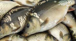 Фото 2. Продам живую рыбу для спортивной рыбалки, товарная малька: Щука, карп, толстолоб, сом