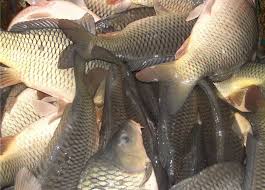 Фото 3. Продам живую рыбу для спортивной рыбалки, товарная малька: Щука, карп, толстолоб, сом