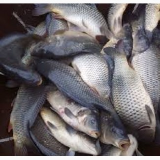Продам живую рыбу для спортивной рыбалки, товарная малька: Щука, карп, толстолоб, сом