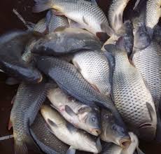 Продам живую рыбу для спортивной рыбалки, товарная малька: Щука, карп, толстолоб, сом