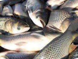 Фото 4. Продам живую рыбу для спортивной рыбалки, товарная малька: Щука, карп, толстолоб, сом