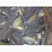 Продам за рыбок:Щука, линь, карпа, амура, толстолобик