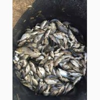 Продам за рыбок:Щука, линь, карпа, амура, толстолобик