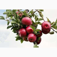 Саджанці яблуні з власного розплідника:Чорний Принц, Ред Чіф, Фуджі Ацтек, Голден та