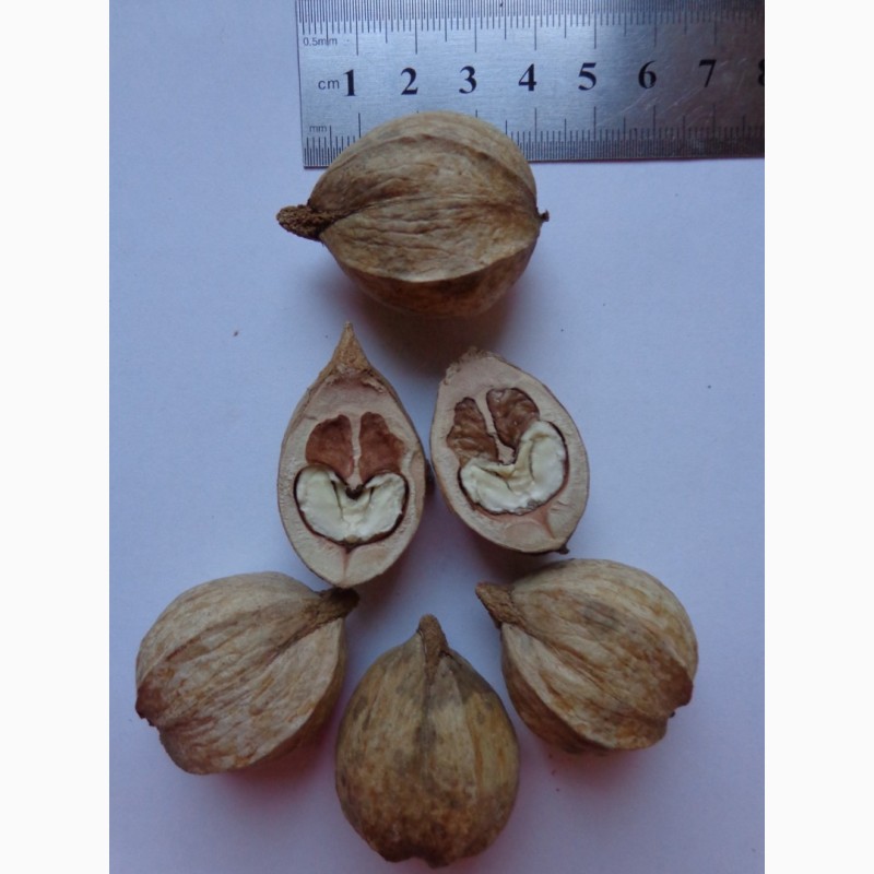 Продам/купить семена Кария бахромчатая, торчковатая 1шт – 8грн - Луганская обл — Agro-Ukraine