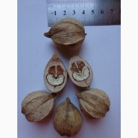 Семена Кария бахромчатая, торчковатая 1шт – 8грн