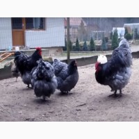 ЯЙЦО куриное инкубационное Орпингтон ( черный, голубой, мраморный )