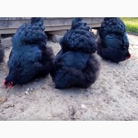 ЯЙЦО куриное инкубационное Орпингтон ( черный, голубой, мраморный )