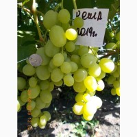 Саженец винограда Кеша 1 FV 6 - 6