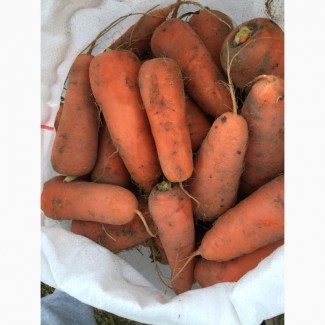 Продам морковь сорт Абако