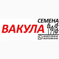 Ячмень Вакула, шестирядный. Семена от производителя, элита и 1 репродукция 2020 года