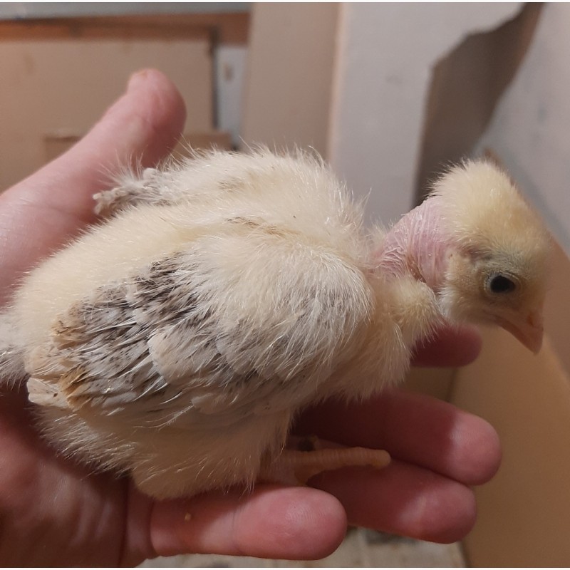 Фото 2. Цыплята голошейки суточные.(Венгрия)
