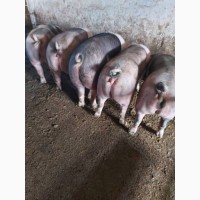 Продам мясные свиньи откорм