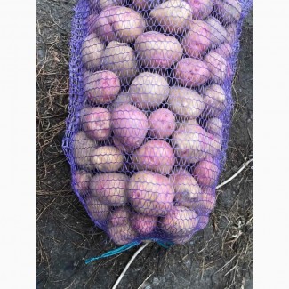 Продам посадкову картоплю Королева Анна, Гала (білі сорти) ред леді (рожева)