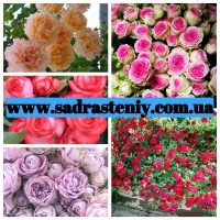 Английские, чайно-гибридные, почвопокрывные, бордюрные, плетистые розы. Продажа ВЕСНА 2024