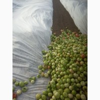 Продам круглый зелёный бурый помидор