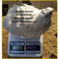 Яйца инкубационные Техасец белый утяжеленный - супер бройлер