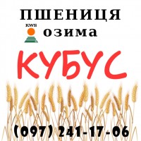 Насіння озимої пшениці Кубус (KWS), 1 репродукція - від виробника
