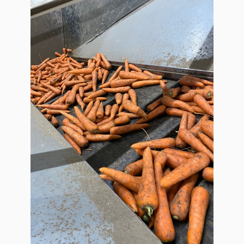 Фото 8. Продам товарный картофели, лук, морковь, свёкла