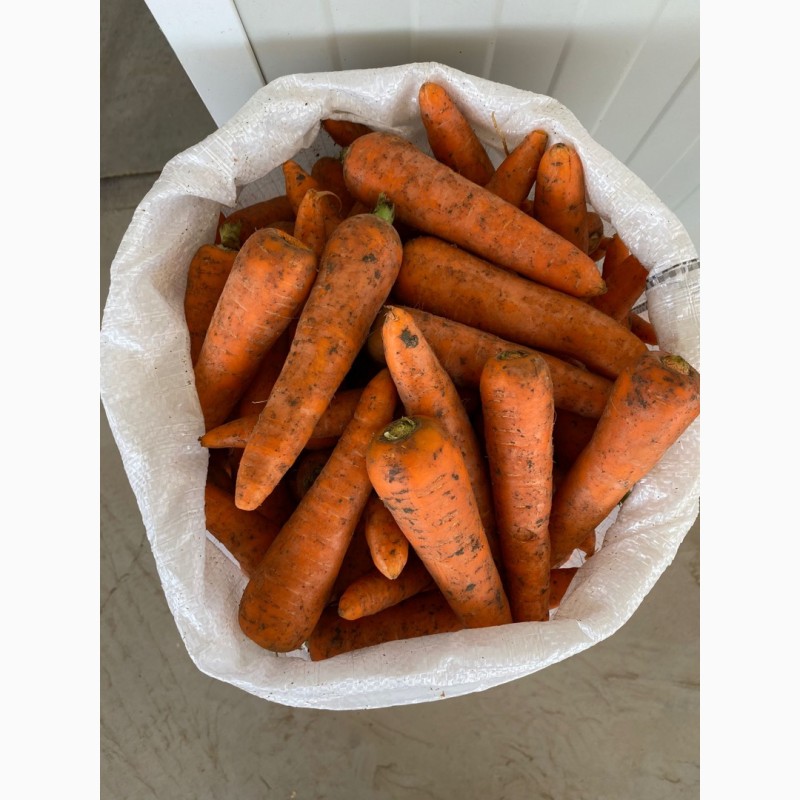 Фото 2. Продам товарный картофели, лук, морковь, свёкла
