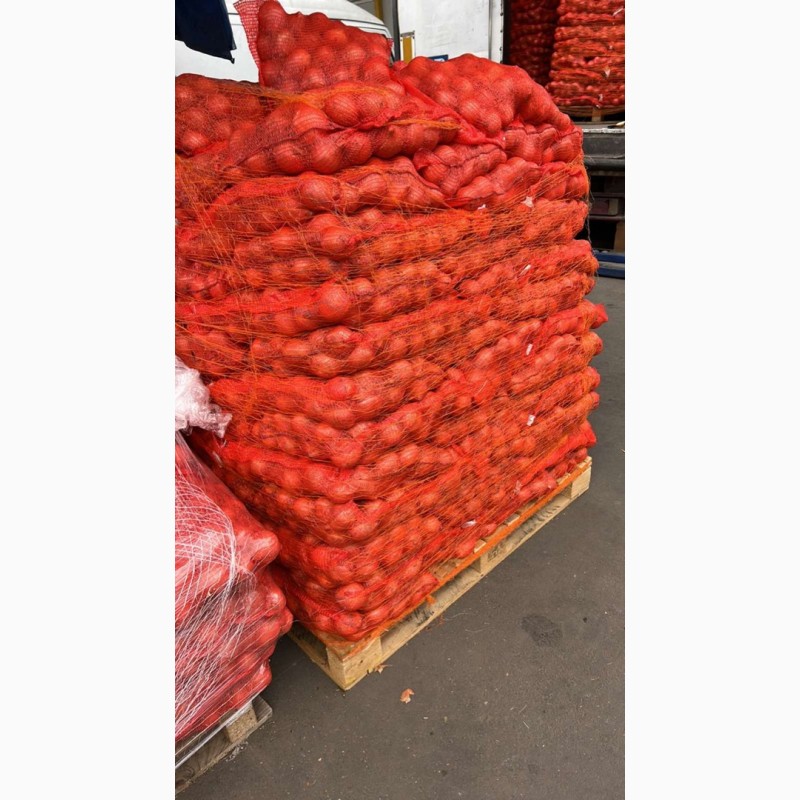 Фото 3. Продам товарный картофели, лук, морковь, свёкла