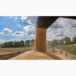 Митні послуги: пшениця, кукурудза, соя, інші зернові