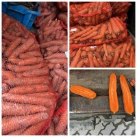 Куплю Морковь 1 и 2 сорт