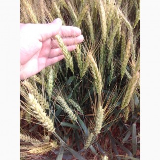 Семена озимой пшеницы ПСП ДП БОР Шестопаловка, Магнитка, Тайра, Шестизерна